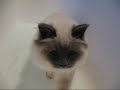 Hunter the Birman takes a dip!