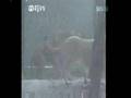Small Tiny Tigress kills Gigantic Male Lion. Tiger vs Lion