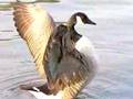 Canadian Goose Flapping in Slow Motion [Casio EX-F1]