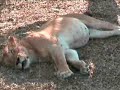 Leoni in Tanzania - 1