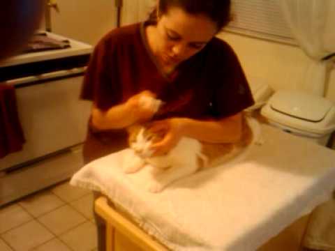 how to administer xalatan