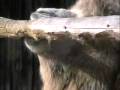 videos de ラクダの異常行動／動物園