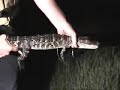 chasing alligators at night