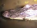 Alligators at Night