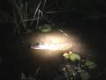 Alligators at Night