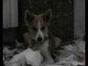 Sonica, la mia cucciola in delirio!