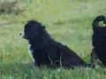 mes-b-b-s-bouvier-be