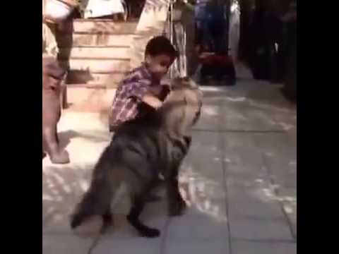 Boy Protects His Monkey From A Hungry Hyena!