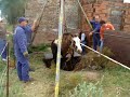 Bomberos rescatan caballo Bomberos rescatan caballo