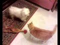 il mio cane maltese gioca col gatto!