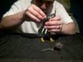 Transformers Animated Deluxe Class Swoop Review