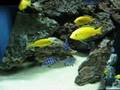 My Larger Aquariums (with fish) November 2008