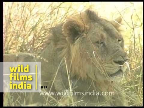 ASIATIC LION