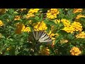 butterfly-scarce-swallowtail.html