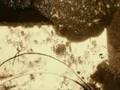 Russian art film (1979)