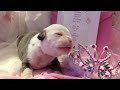 Click here to watch this video Victoria's Blue Secret Bulldogs