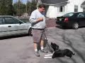 Dog Training - Stay Command