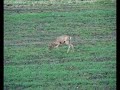 kozioł, koziołek, koziol, rogacz, polowanie, myśliwi, myślistwo, łowiectwo, deer, hunting, polowania