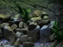 TA-dvkamera.wmv TA-dvkamera.wmv