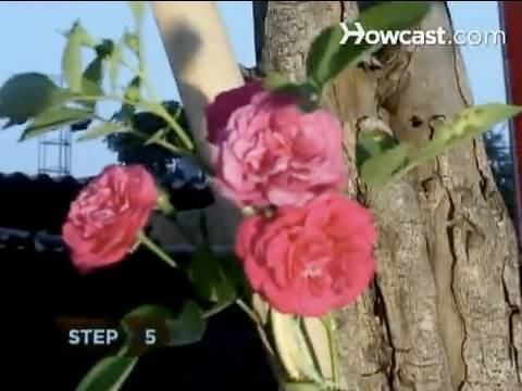 how to fertilize climbing roses
