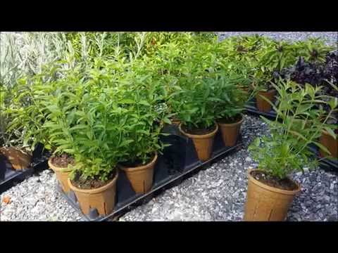how to grow lemon verbena