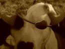 amstaff
