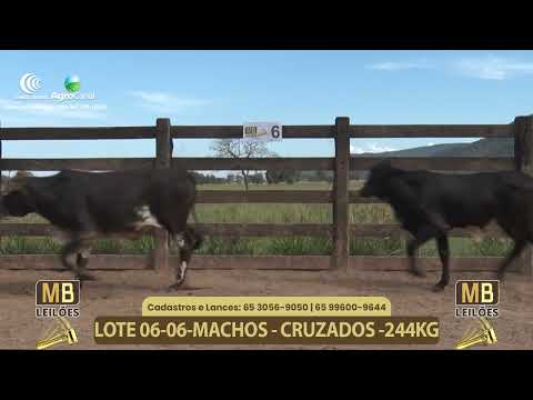 554� LEIL�O VIRTUAL MB LEIL�ES