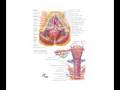 Female Anatomy: the Functions of the Female Organs