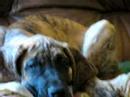 Great Dane puppies2