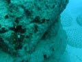 Miami neptune memorial reef key biscayne