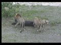 Lions after a kill
