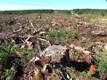 Acadian Forest - Cathy Jones - Join CCNB Acadian Forest - Cathy Jones - Join CCNB