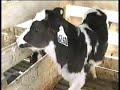 Calves Confined at Mendes Calf Ranch Calves Confined at Mendes Calf Ranch