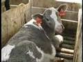 Calves Confined at Mendes Calf Ranch