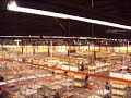 +Aalsmer flower House part 1  Netherlands - Aalsmer kv?tinov� burza Nizozem�.MOV