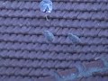 mart? ve yavrular?n?n av? k?rlang?ç--seagull / swallow mart? ve yavrular?n?n av? k?rlang?ç--seagull / swallow