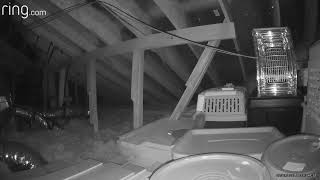 Live Squirrel exploring a Texas homeowner's attic.