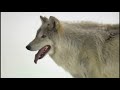 Sex is a necessity for most species to survive. As evolution continues, are we approaching a time when sex will no longer be a necessity? How is this possible?Science,The Future,Life,Zoology,History