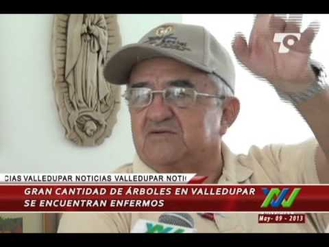 Gran cantidad de árboles en Valledupar, se encuentran enfermos