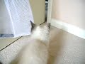 Jynxy the Balinese cat playing Jynxy the Balinese cat playing