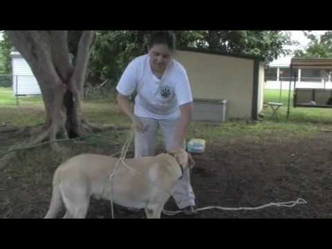how to help my dog gain weight