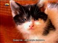 Poesjes Episode 10, Tractor, Subtitled!