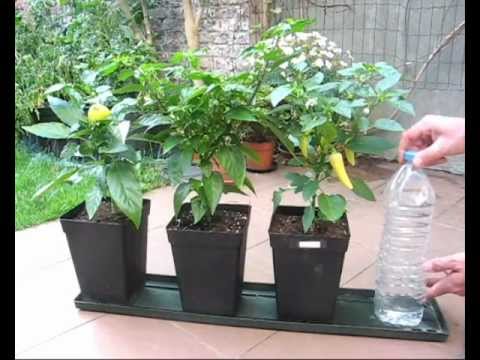 DIY self watering system for pot plants part1 (Hydroponics basic)