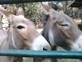 FEEDING THE BURROS AT UNCLE NICK'S FEEDING THE BURROS AT UNCLE NICK'S