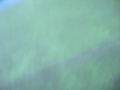 When \"Animals\" Attack