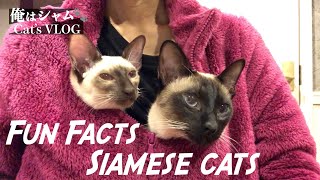 7 Fun Facts You Didn't Know About The Siamese Cats - Funny Cats