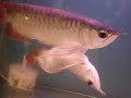 Conjoined Arowanas,  Rare! Both are alive