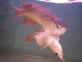 Conjoined Arowanas, Rare! Both are alive