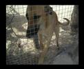 SKUNK DF AYUDA A MINO (ADOPTA) ESPANTAPÁJAROS GRUTA 77 SKUNK DF AYUDA A MINO (ADOPTA) ESPANTAPÁJAROS GRUTA 77