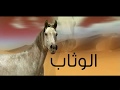 The Original Arab(Yemen) Horses